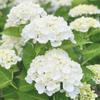 colorbeautifulflower