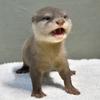 たすたすちゃん