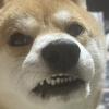ひとゝせ