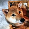 ロイヤルもこ