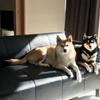 LoveShiba