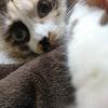 猫丸。。