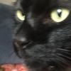 真っ黒猫