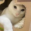 きなこ0708