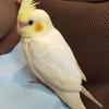 文鳥文庫