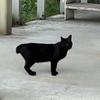 きのこっぺん
