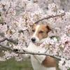 サクラ咲く