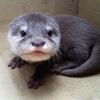 コツメカワウソかわいい