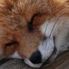 たなかけいすけ