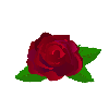 orion_rose