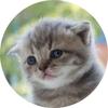 ねこにゃんさん