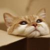 ねこちまる