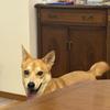犬の手先