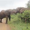 Africa_mama