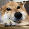 なんことこたつの間