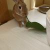 うさぎ111