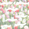 Tulpe（トルペ）