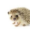 はりねずみハリー