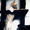 きなこ０３