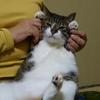 ネコの勘ちゃん