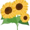 ヒマワリの種