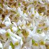 Neroli48