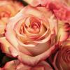 はるのつくし