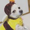 ふたばっち