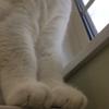 子バク