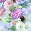 ☆琴華☆