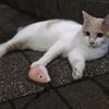Baruねこ