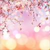 桜月りん