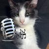 Leo_CatSound