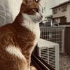 春日井レノン