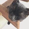 あまがえるちゃん