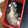 児童相談所もどき