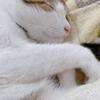 もちゃあ