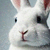 46usagi