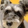 Schnauzer_3rd
