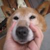 ねね にぃ
