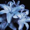 lily114