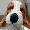 ロイヤルナイフフィッシュ