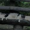しまうま3