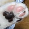 二匹のねこ
