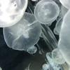巴 和泉
