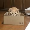 こむぎ5
