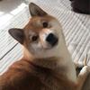ニシヤマy