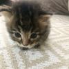 atto 保護猫