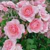 Rose828