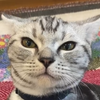 yamachqn
